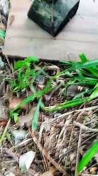 говно на палочке - YouTube