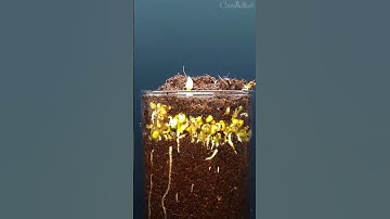 Time-lapse video 😱😃 #agriculture #shorts