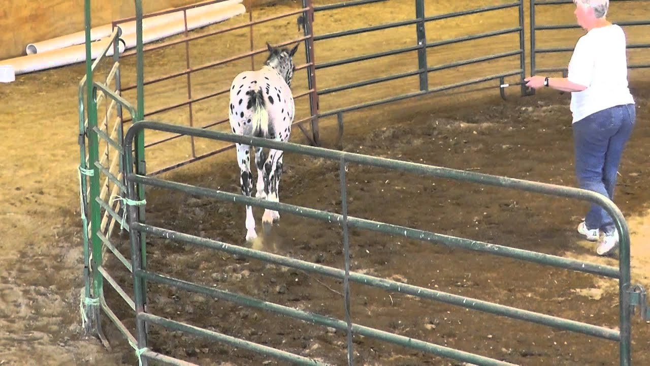 POA  Tucker bay/black leopard colt