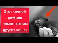 Этот слепой котенок помог сотням других кошек. Как он сделал это?