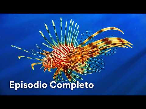 Tiburones, Corales y un Naufragio Misterioso | Azul Salvaje 106