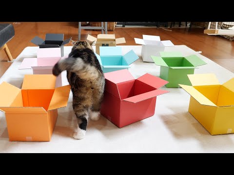 カラフルな箱とねこ。-Colorful Boxes and Cats.-