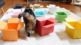 Colorful Boxes and Cats.