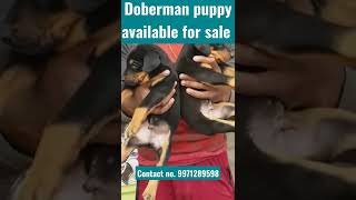 #extraordinary  #doberman puppy available for sale || ‎Contact no. 9971289598 || ‎#shorts