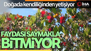 Sinop’un Gözde Meyvesi “Bileydin” Faydası Saymakla Bitmiyor