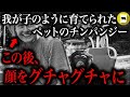 我が子のように愛され、 人間と仲良しだったはずのチンパンジー→顔を潰す大事件に…「チンパンジー・トラビス事件」