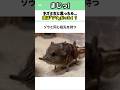 ネズミだと思ったら…実は「ゾウ」だった!?