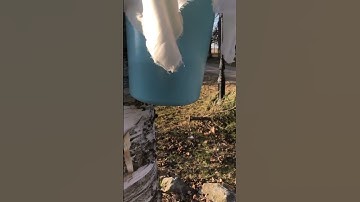 Tapping Birch Trees for Water!