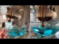 Tricking my pet raccoons with cotton candy