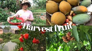 Living with nature, Harvesting fruits 🥭 in the garden and cooking | 🌱Garden tour, seasonal rains 🌧