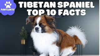 Tibetan Spaniels  Top 10 Facts | Dog Facts
