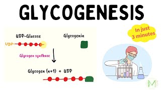 Glycogenesis | Glycogen metabolism | In 3 minutes | Medinare