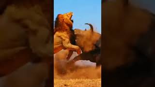 Buffalo Sends Lion Flying in Brutal Daylight Showdown! #epicwildlife#NatureIsBrutal #safarilife