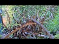 Live Red Panda Cam - San Diego Zoo