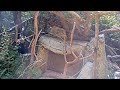 Live Red Panda Cam - San Diego Zoo
