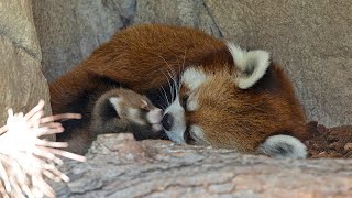 Live Red Panda Cam - San Diego Zoo