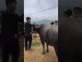 Animal market at Coc Ly, Bac Ha, Lao Cai