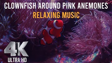 Clownfish Around Pink Anemones | Relaxing Music