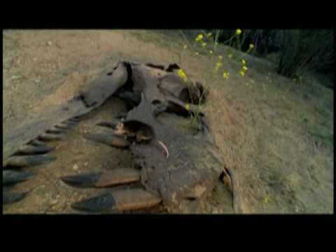 Dinosaur - 2 - Hans Zimmer - Now We Are Free