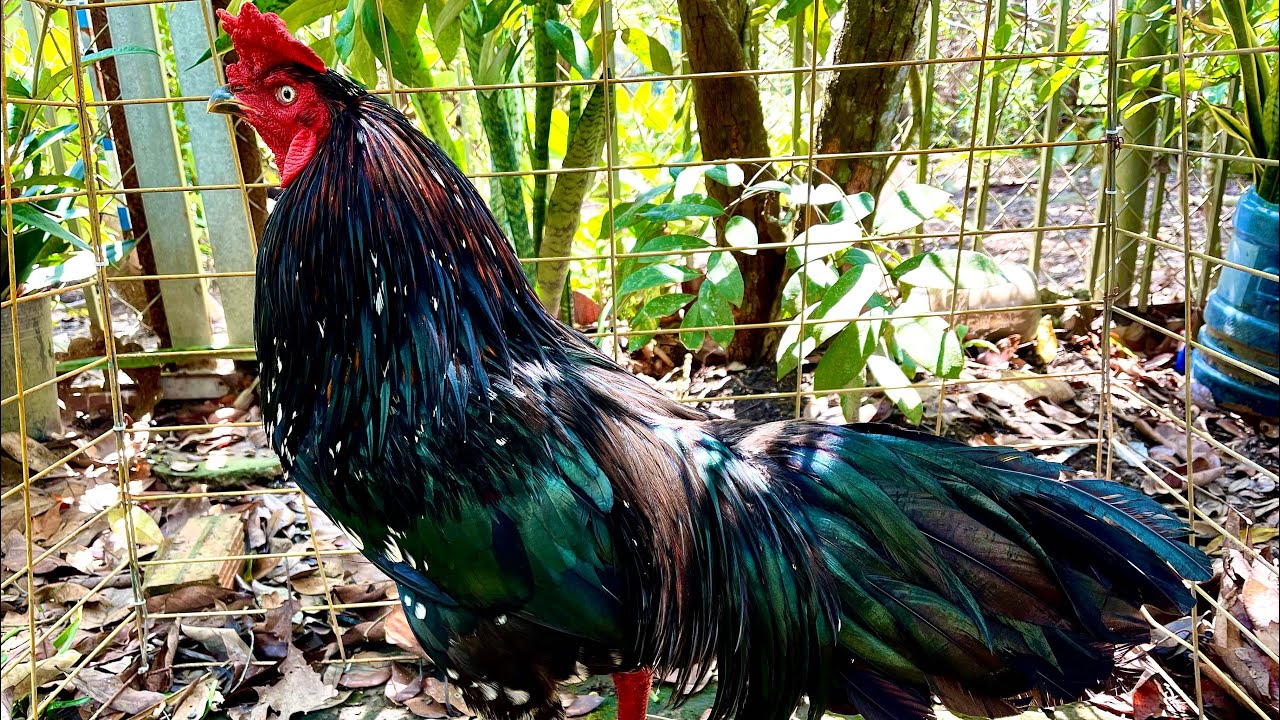 Phục vụ #top4 SIÊU XỊN GIỎI - tay đôi (28-2)