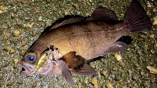 【川でメバル】海の魚はどこまで遡上するのか検証してみた。