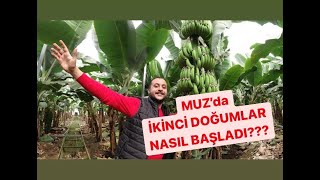 10 Aralik 2020 Tari̇hli̇ Çeki̇m Çi̇ft Doğuma Gi̇tti̇ği̇mi̇z Sera Hakkinda Bi̇lgi̇lendri̇me