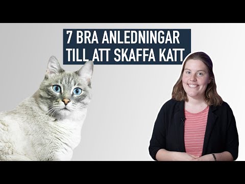 Video: Vad är Det Bästa Namnet På En Vuxen Katt