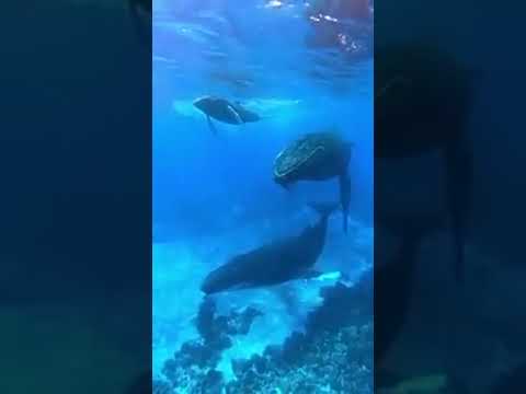 Blue Whale Sound | Terrifying or Fascinating