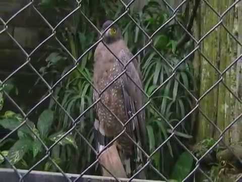jenis nama burung elang spesifikasi lengkap YouTube jenis nama burung elang spesifikasi lengkap YouTube