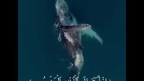 " فَلَولَا أَنَّهُ كَانَ مِن المُسَبِّحِينَ لَلَبِثَ فِي بَطنه إِلَى يَوم يُبعَثُونَ " سورة الصافات