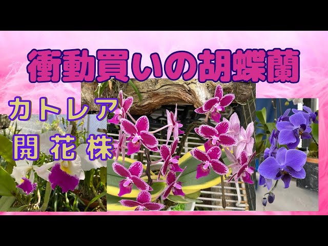 胡蝶蘭　原種　洋蘭　レア　入手困難 胡蝶蘭 原種 洋蘭 レア 入手困難 【公式通販】