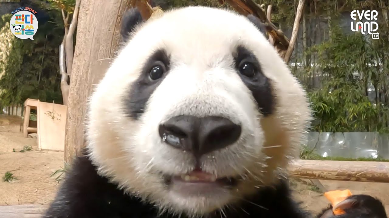 [ENG]🐼 툥바오...이렇게 찍지 말라구 했쟈나...｜#판다와쏭 #184