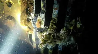 Wild jobs! Dam Dive