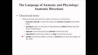 Directional Terms Of The Body By Prof Knoppy