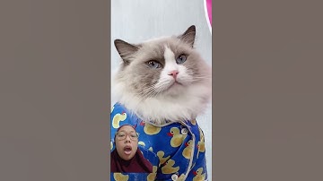 CAT PLAYING SQUID GAME!!!#viralvideo #shorts #shortvideo #funny #cute #comedy #challenge #fyp