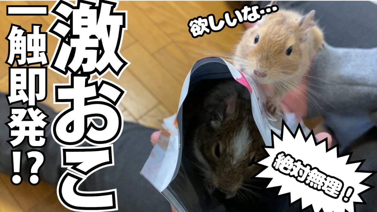 鳴き声 怒るデグーの鳴き声が申し訳ないけどめっちゃ可愛い Youtube