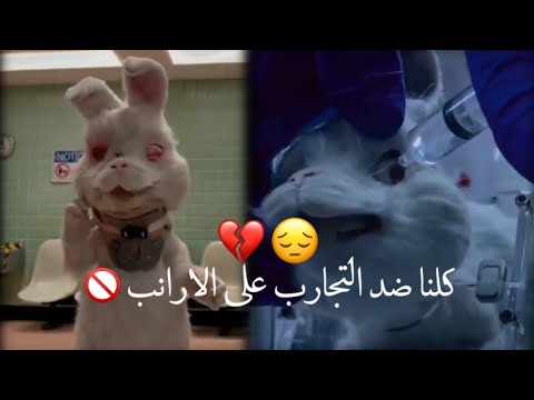 قصة الارنب الذي انتشر في التيك توك كلنا ضد التجارب على الارانب 