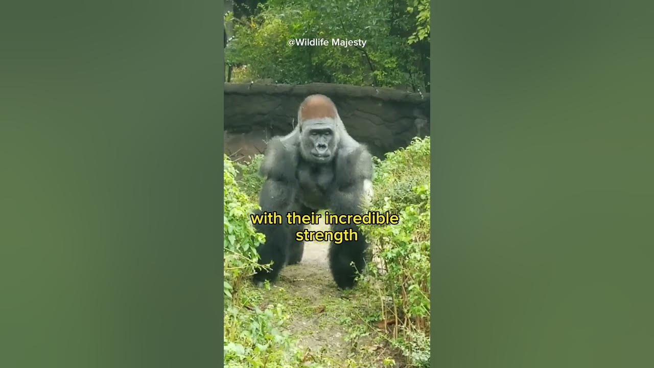 How much weight can a gorilla lift or carry youtube