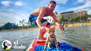 Gato le ruega a papá que lo deje venir a surfear | El Dodo