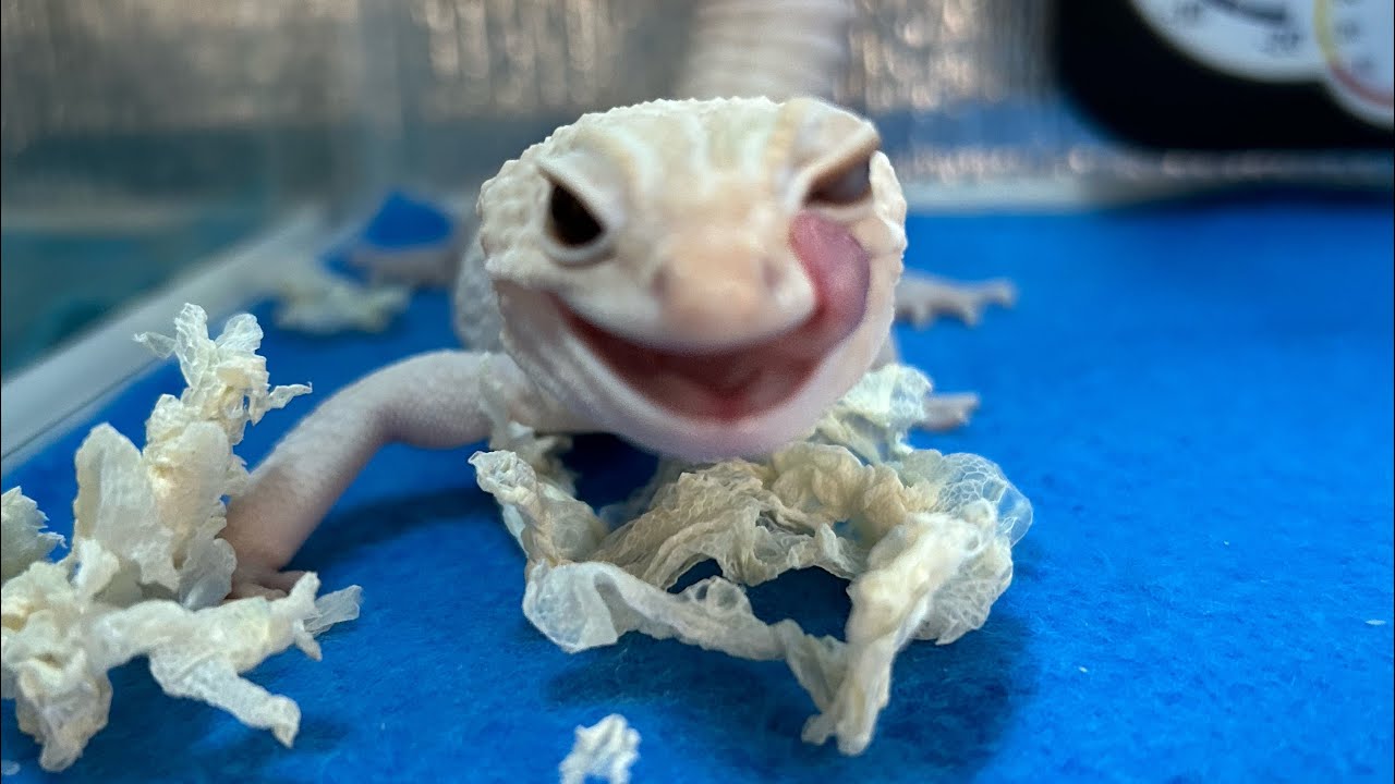 🦎🩵脱皮と音の⏰時間molting time⛑️全盲ヘルプ【スイちゃん】ご視聴頂きありがとうございますthank you 🩵for watching