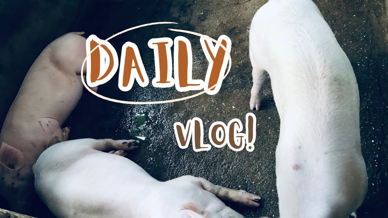 A day in the life piggery tour