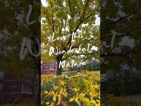 Autumn Colors In Helsinki Yellow Leaves Relaxing Sounds Autumn Helsinki Nature Shorts