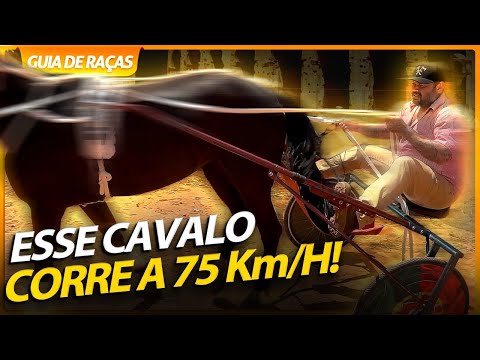 Vídeo: Trote a cavalo: tipos, características e velocidade