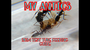 Ant Keeping Queen Ant Colony Test Tube Care And Feeding