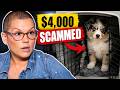 A Facebook Puppy SCAM Cost This Woman $4,000