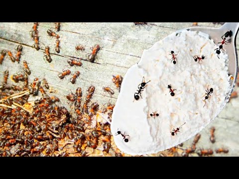 Video: Kako se znebim marširajočih mravelj v Photoshopu?