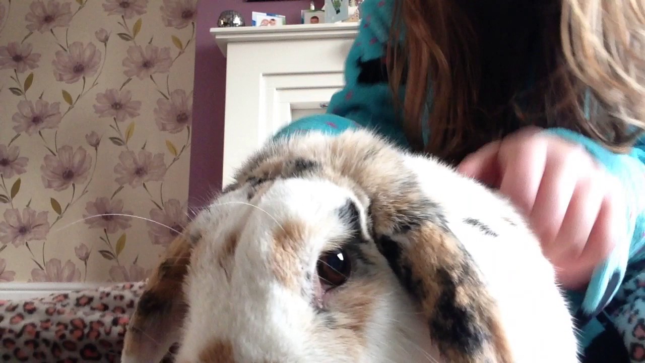 RIP floppy my rabbit. 1 like 1 prayer. - YouTube