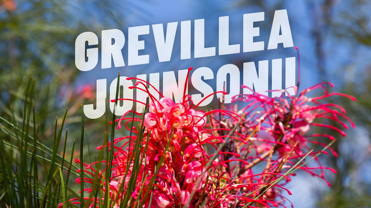 Grevillea johnsonii: come si cura questo arbusto dai fiori incredibili!
