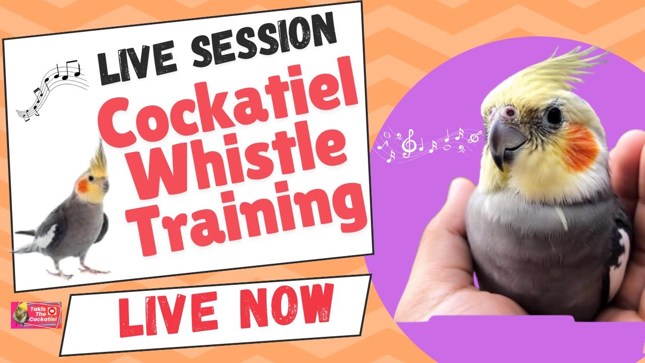 Image showcasing Live Training: Teach Your Cockatiel to Whistle! - YouTube
