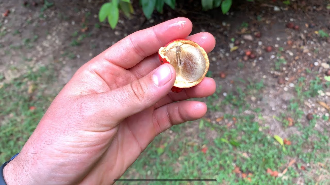 ￼Trying Garcinia fruits,  I like the Seashore mangosteen August 26, 2021